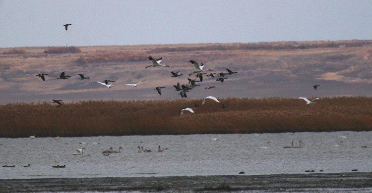 Siberian Crane, ICF
