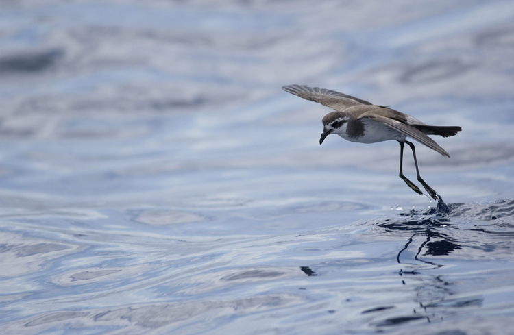 White-faced Storm Petrel, photo credit Tony Palliser