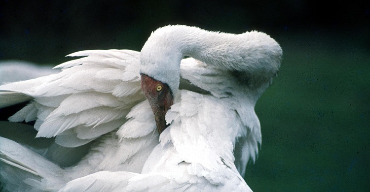 Flying with Cranes – President Putin Takes Part in the “Flight of Hope” to Conserve the Endangered Siberian Crane